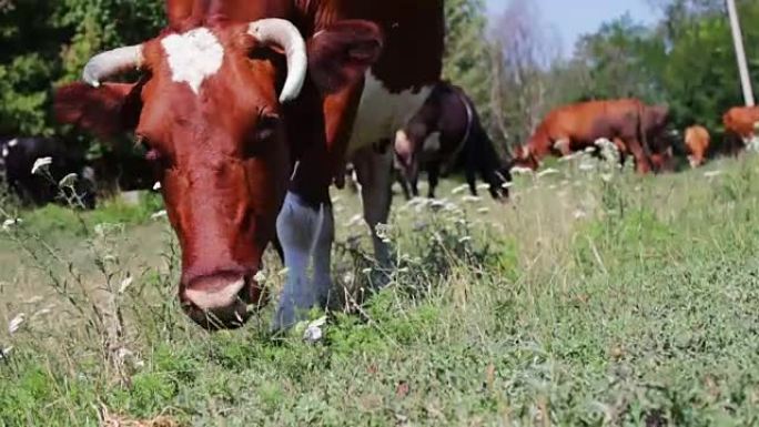 美丽的红发母牛，额头上有白色斑点，从下面吃草