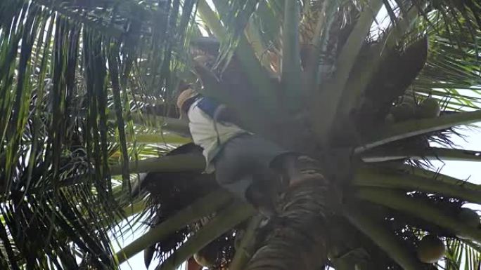 椰子掌上的人正在捡椰子