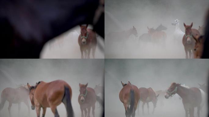史诗般的电影视频，马匹饲养后腿并在尘土和烟雾中玩耍