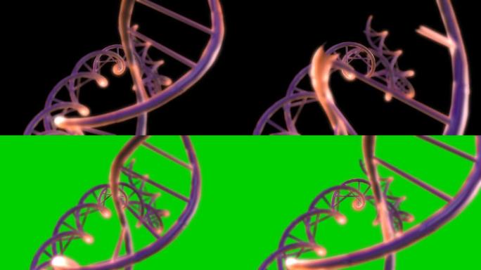 粉色DNA动画-其他视图