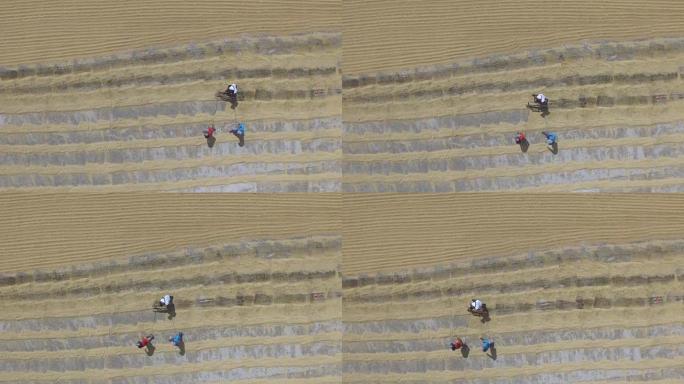 无法识别的碾米工人在混凝土路面上耙和撒布颗粒以干燥。无人机天线