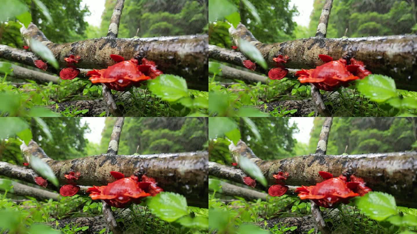 春日芳草地细雨润物