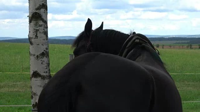 Friesian horse in nature by the tree