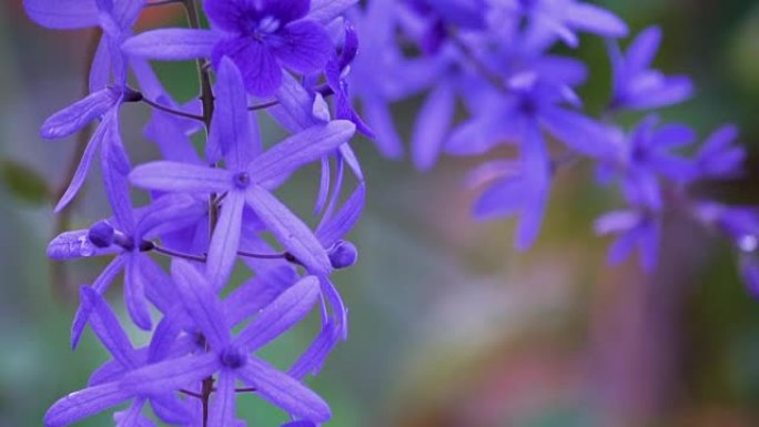 海燕花，紫色藤蔓花