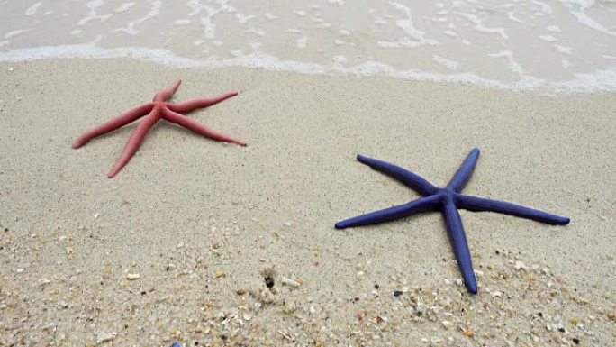 两只红色和蓝色的海星躺在海滩上