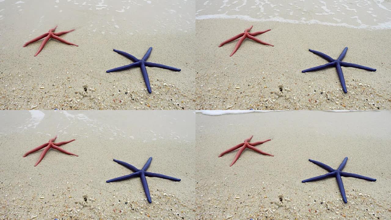 两只红色和蓝色的海星躺在海滩上