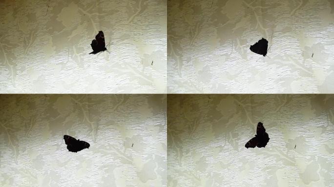 蝴蝶在玻璃上跳动是绝望，慢动作视频的隐喻图像
