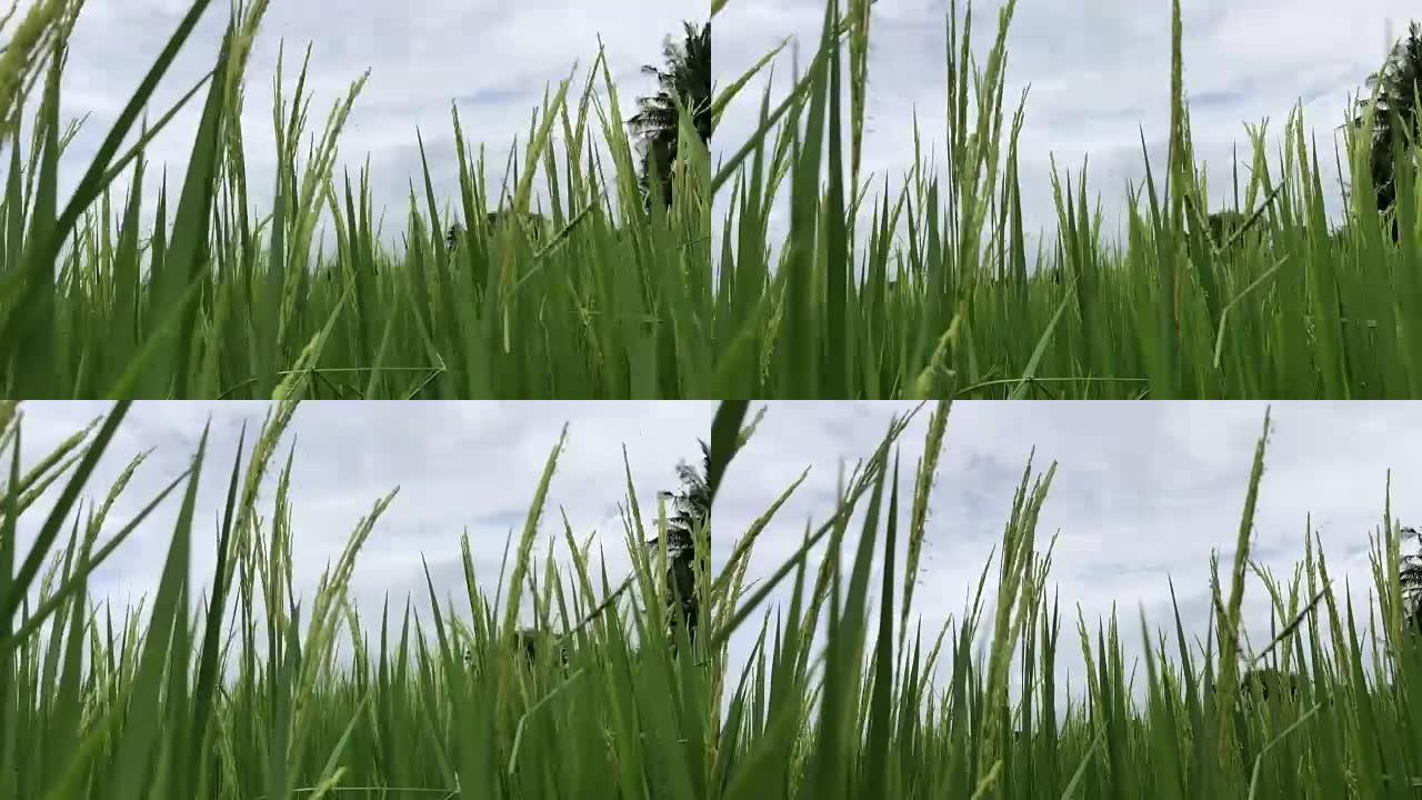 丰收的稻田