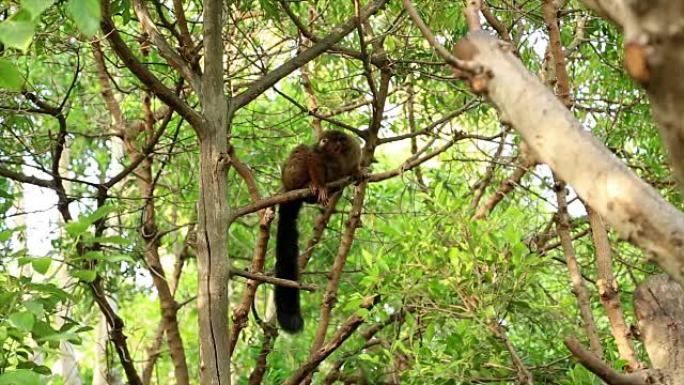 树上的红腹狐猴 (Eulemur rubriventer)