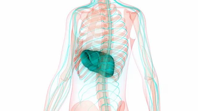 人体器官解剖学 (肝脏与神经系统)