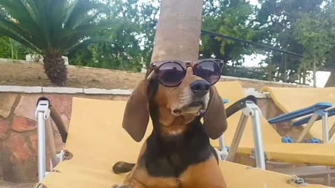 酷狗坐在躺椅上，对着游泳池，戴着墨镜放松。美丽可爱的夏日时刻。
