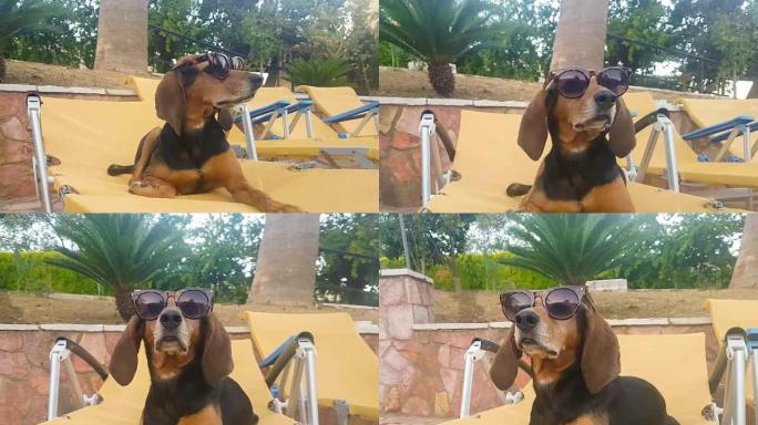 酷狗坐在躺椅上，对着游泳池，戴着墨镜放松。美丽可爱的夏日时刻。