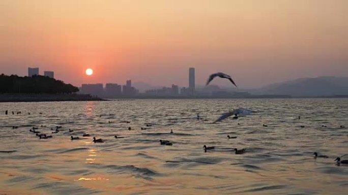 岩石海岸的日出和海鸥降落在海上