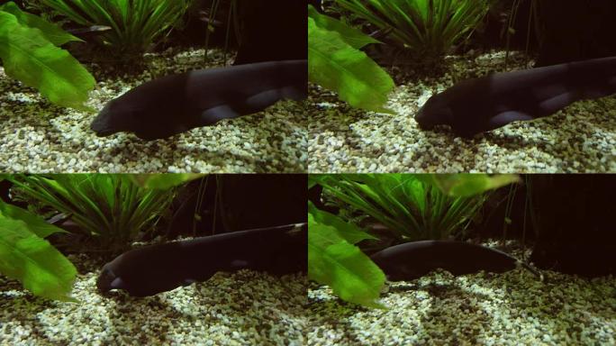 淡水水族馆库存视频中的黑鬼刀鱼