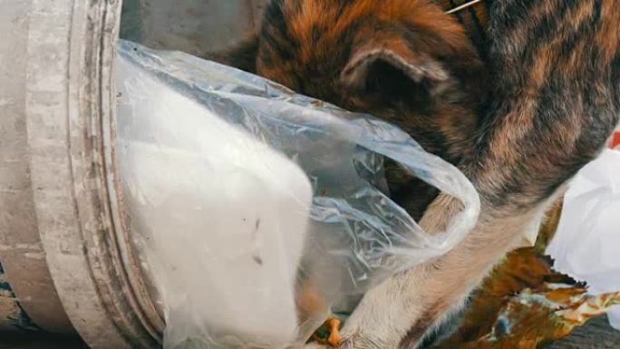 孤独的无家可归的狗正在包装和食物休息的泥泞中的垃圾桶中寻找食物
