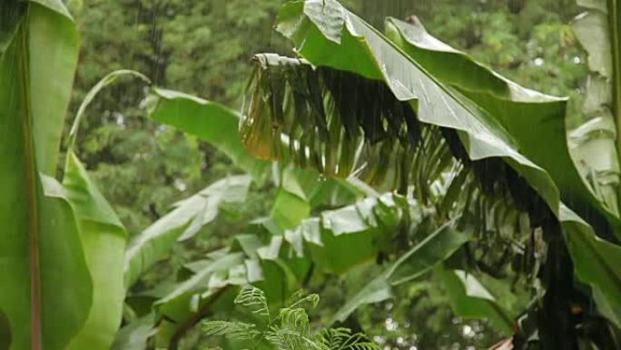 热带雨。潮湿的绿色棕榈树叶子。泰国普吉岛