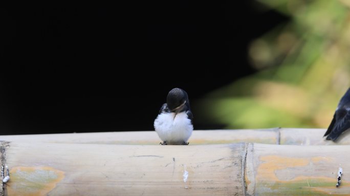 可爱的小燕子梳理羽毛