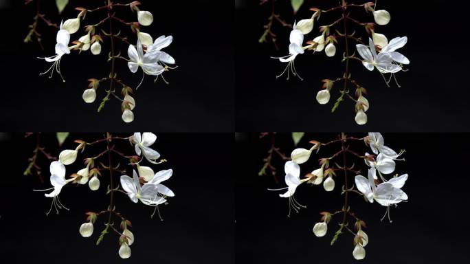 6K开花延时摄影花朵绽放垂珠茉莉白色小花