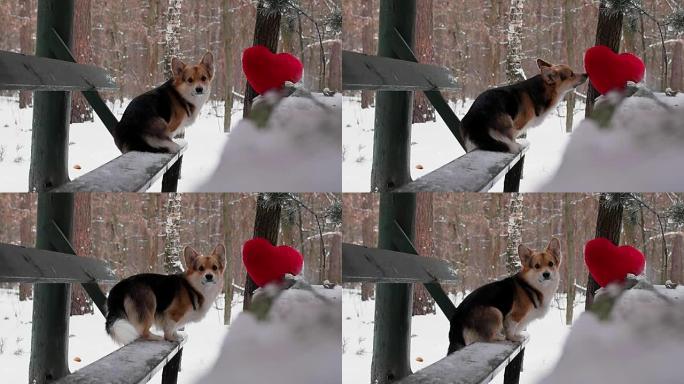 A lovely loving dog with a red heart congratulates