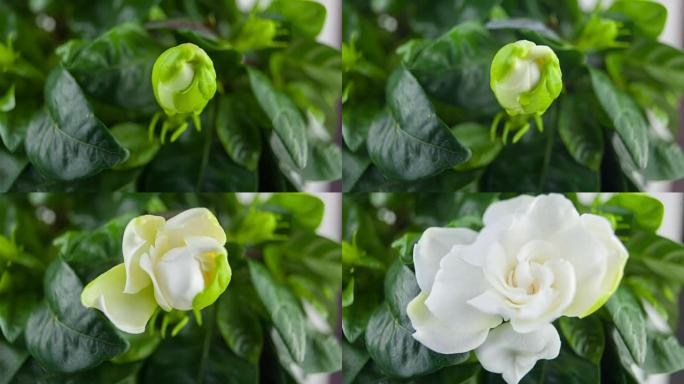 绿色背景上美丽的白花栀子花