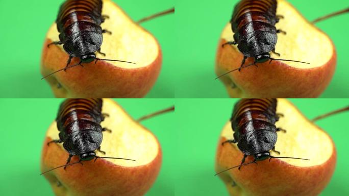 马达加斯加蟑螂坐在苹果上吃它。绿屏。特写
