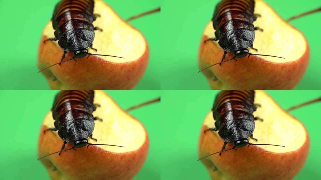 马达加斯加蟑螂坐在苹果上吃它。绿屏。特写