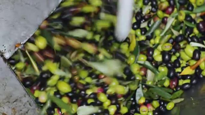 油橄榄生产-油橄榄压榨机中的新鲜橄榄-特写