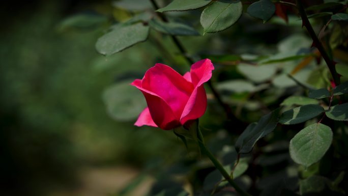 4K 唯美玫瑰花月季花盛开素材