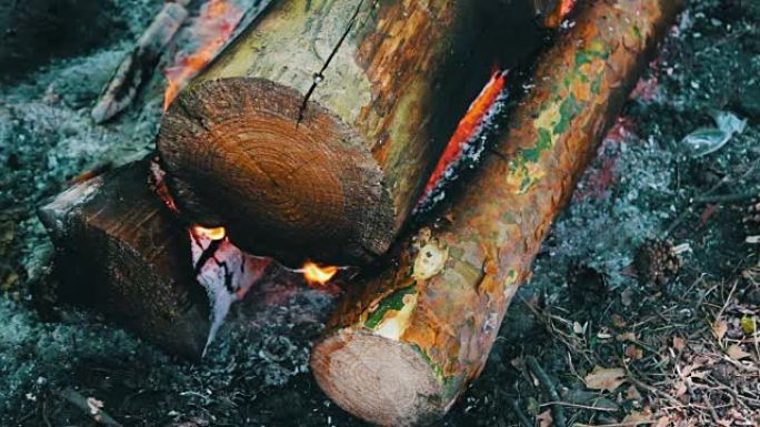 燃烧着的大原木包围了火焰。大自然、旅游和生存中的篝火