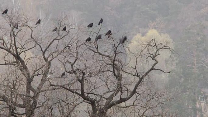 秋天。乌鸦坐在橡树的树枝上。慢动作