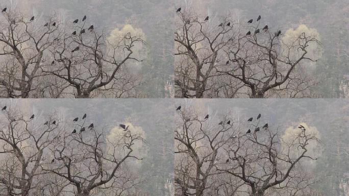 秋天。乌鸦坐在橡树的树枝上。慢动作