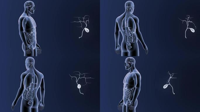 胆囊与器官放大