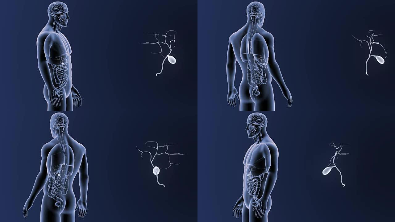 胆囊与器官放大