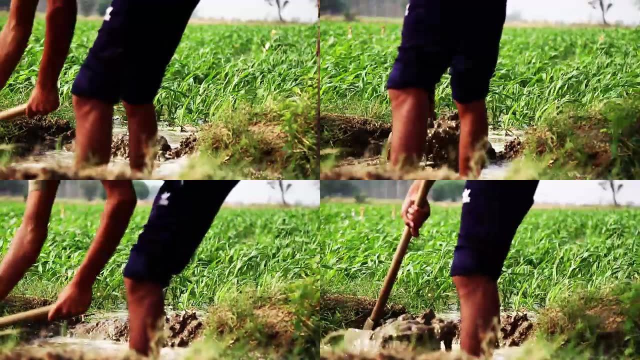 农民在地里用锄头工作