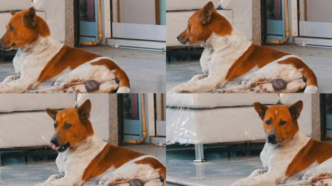 白褐色流浪狗躺在一家家具店的街道上，靠着白色沙发