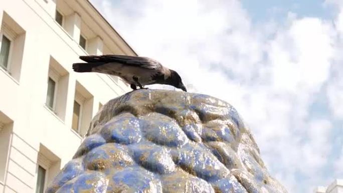 渴鸟，乌鸦在炎热的夏日在户外从喷泉中喝水