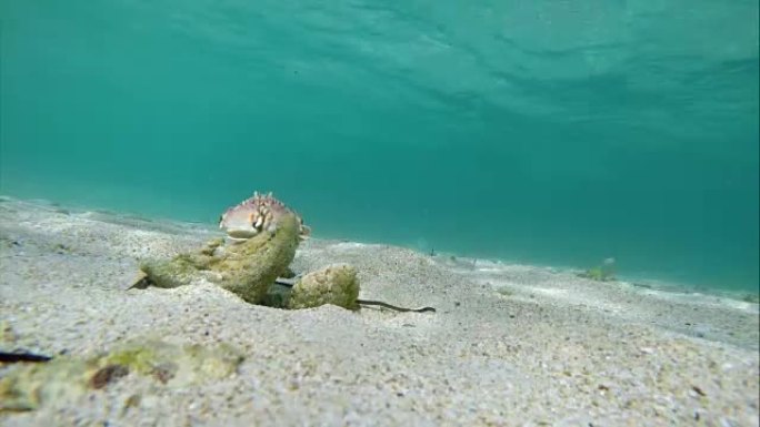 热带螃蟹在加勒比海的海底自然栖息地