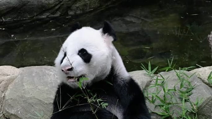 熊猫喜欢在泳池边吃竹叶