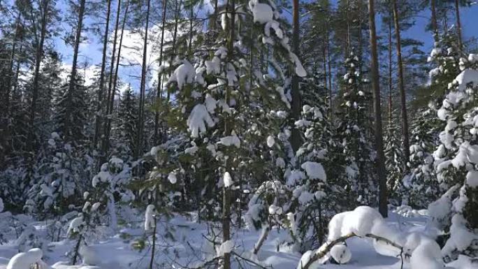 拍摄冬季森林和积雪覆盖的树木