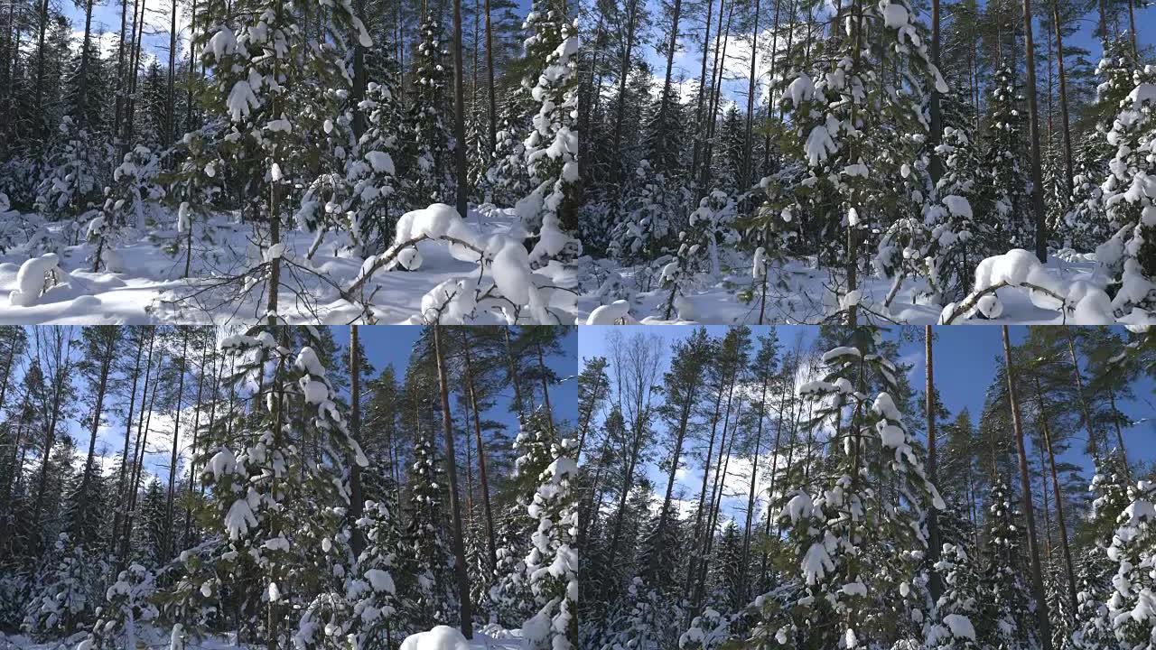 拍摄冬季森林和积雪覆盖的树木
