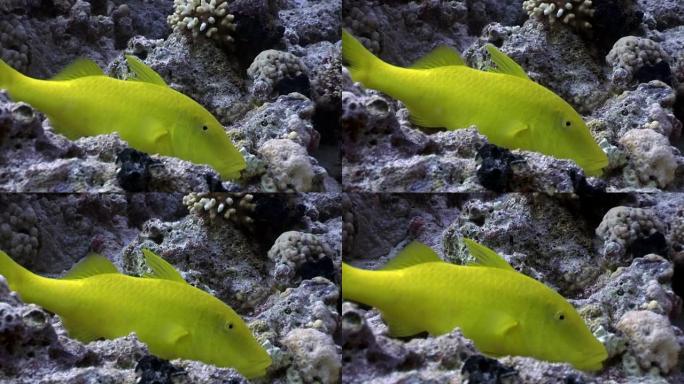 红海水下珊瑚中的鲜亮柠檬黄色鱼。