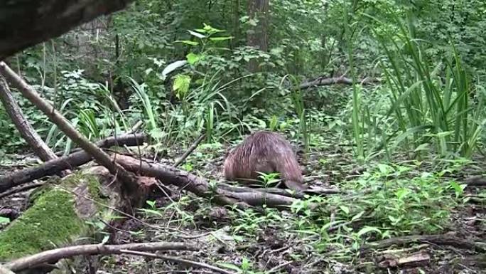 Beaver eating in natural environment