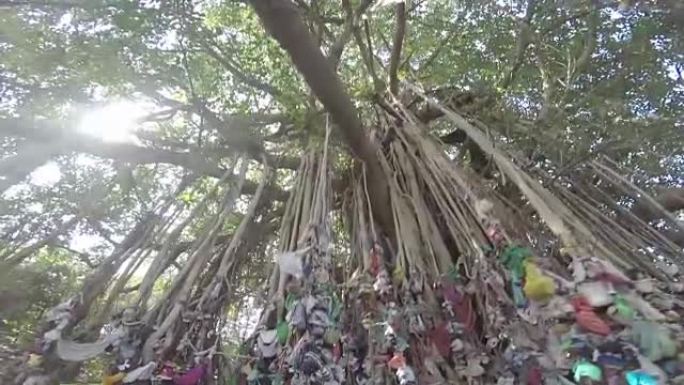 印度神圣的榕树，经过朝圣者堆积的石头和绑在悬挂的藤蔓上的布，平滑的跟踪射击。