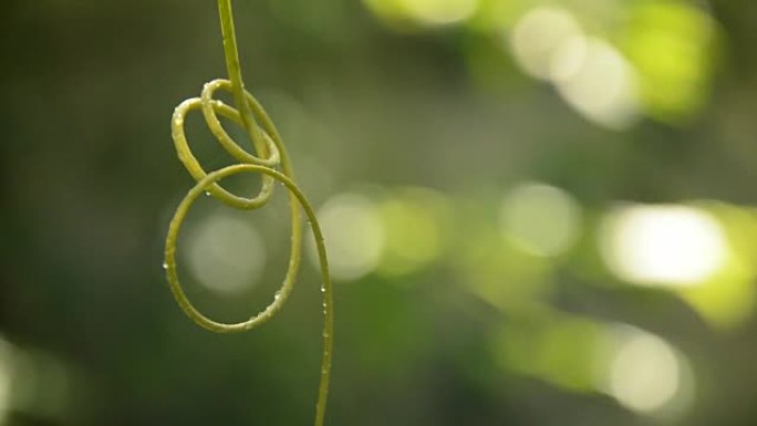 轻风吹拂的常春藤葫芦树枝上的水