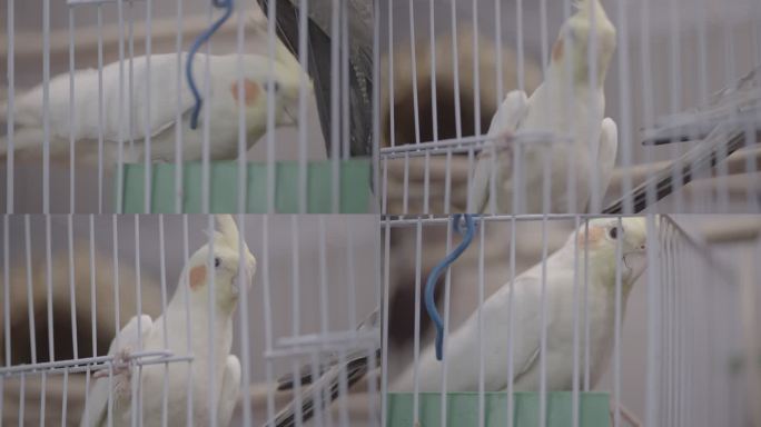 鹦鹉 鸟笼 笼子 惬意 小鸟 宠物鸟