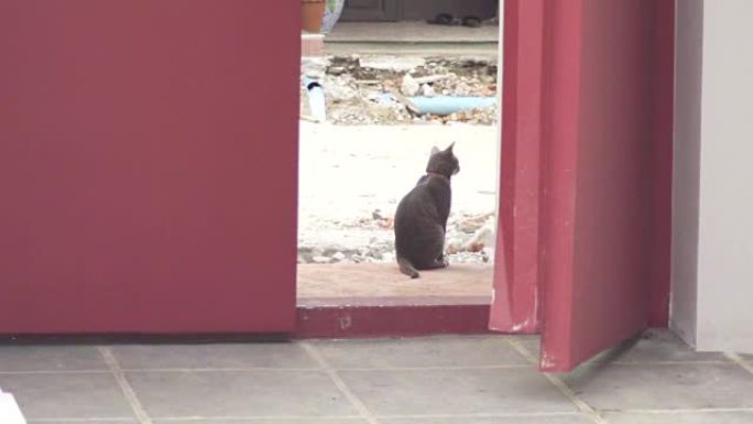 坐在2018年5月20日门口的猫，曼谷，泰国