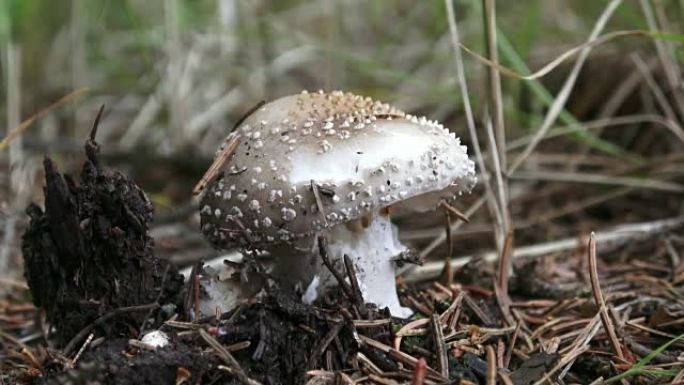 Mushroom Amanita rubescens with a gray hat and whi