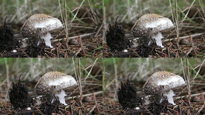 Mushroom Amanita rubescens with a gray hat and whi