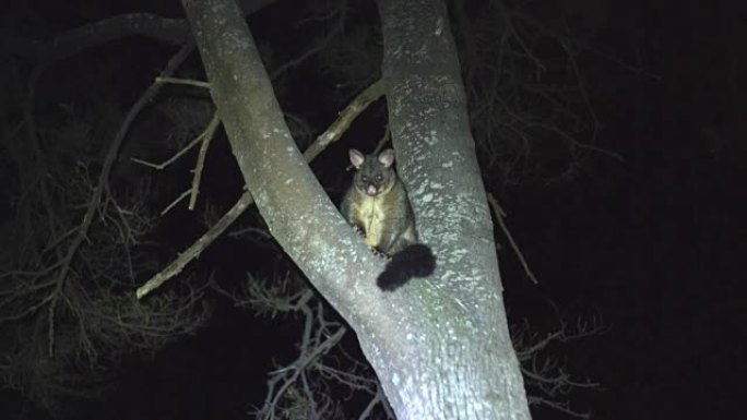 澳大利亚在树上的刷尾负鼠