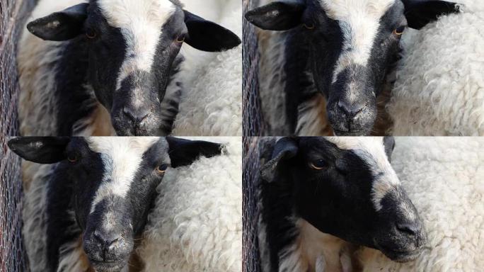 甜美温柔的绵羊看着相机